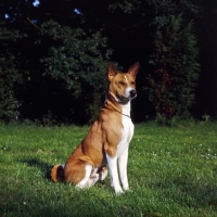 Picture of basenji sitting on grass