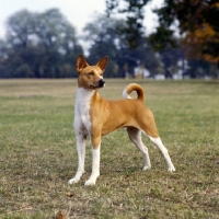 Picture of basenji standing in a park