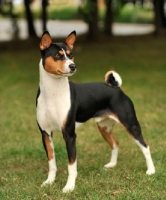Picture of Basenji standing on grass