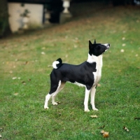 Picture of basenji standing on grass