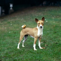 Picture of basenji standing on grass