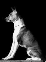 Picture of basenji