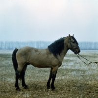 Picture of Bashkir in Russia