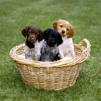 Picture of basket of brittany puppies