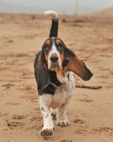 Picture of Basset Artesian Normand dog walking directly towards camera