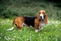 Picture of basset artesian normand side view