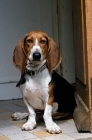 Picture of basset artesien norman resting in a doorway