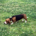 Picture of basset artesien norman sniffing