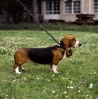 Picture of basset artesien norman standing on grass