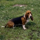 Picture of basset artesien normand sitting on grass