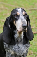 Picture of Basset Bleu de Gascogne portrait