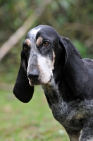 Picture of Basset Bleu de Gascogne