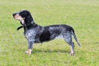 Picture of Basset Bleu de Gascogne