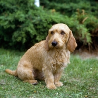 Picture of basset fauve de bretagne sitting on grass