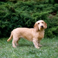 Picture of basset fauve de bretagne standing on grass