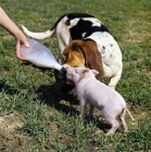 Picture of basset hound and piglet drinking milk from a bottle