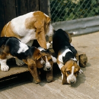Picture of basset hound and three puppies in a run