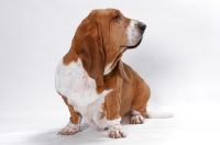 Picture of Basset Hound, Australian Champion