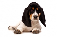 Picture of Basset Hound cross Spaniel puppy lying down isolated on a white background