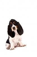 Picture of Basset Hound cross Spaniel puppy sitting isolated on a white background