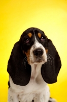 Picture of Basset Hound cross Spaniel puppy on a yellow background