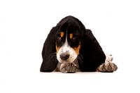 Picture of Basset Hound cross Spaniel puppy lying down isolated on a white background