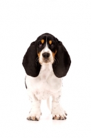 Picture of Basset Hound cross Spaniel puppy isolated on a white background