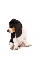 Picture of Basset Hound cross Spaniel puppy sitting, looking away isolated on a white background