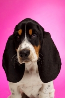 Picture of Basset Hound cross Spaniel puppy on a pink background