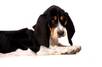 Picture of Basset Hound cross Spaniel puppy lying down isolated on a white background