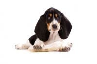 Picture of Basset Hound cross Spaniel puppy lying down isolated on a white background with a toy bone