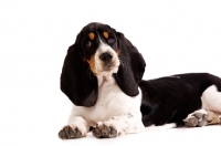 Picture of Basset Hound cross Spaniel puppy lying down isolated on a white background