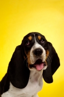 Picture of Basset Hound cross Spaniel puppy on a yellow background