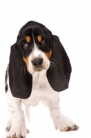 Picture of Basset Hound cross Spaniel puppy isolated on a white background