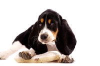 Picture of Basset Hound cross Spaniel puppy lying down isolated on a white background with a toy bone