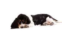 Picture of Basset Hound cross Spaniel puppy lying down isolated on a white background