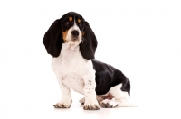 Picture of Basset Hound cross Spaniel puppy sitting down isolated on a white background 