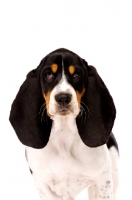 Picture of Basset Hound cross Spaniel puppy isolated on a white background