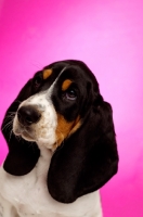 Picture of Basset Hound cross Spaniel puppy on a pink background