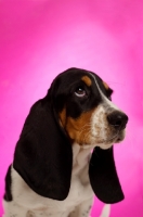 Picture of Basset Hound cross Spaniel puppy on a pink background