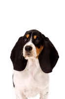 Picture of Basset Hound cross Spaniel puppy isolated on a white background