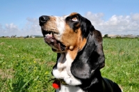 Picture of Basset Hound dog in landscape