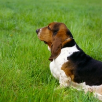 Picture of basset hound, forequarters