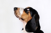 Picture of Basset Hound in studio on white background