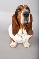 Picture of Basset Hound in studio