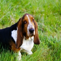 Picture of basset hound in usa, forequarters