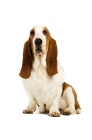 Picture of basset hound isolated on a white background