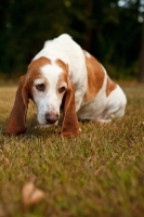 Picture of Basset Hound looking sad