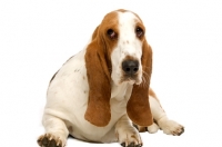Picture of basset hound looking shy