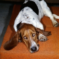Picture of basset hound looking up expectantly